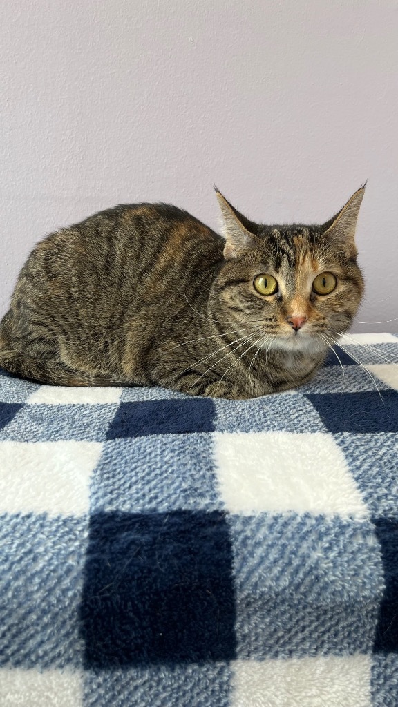 Piper