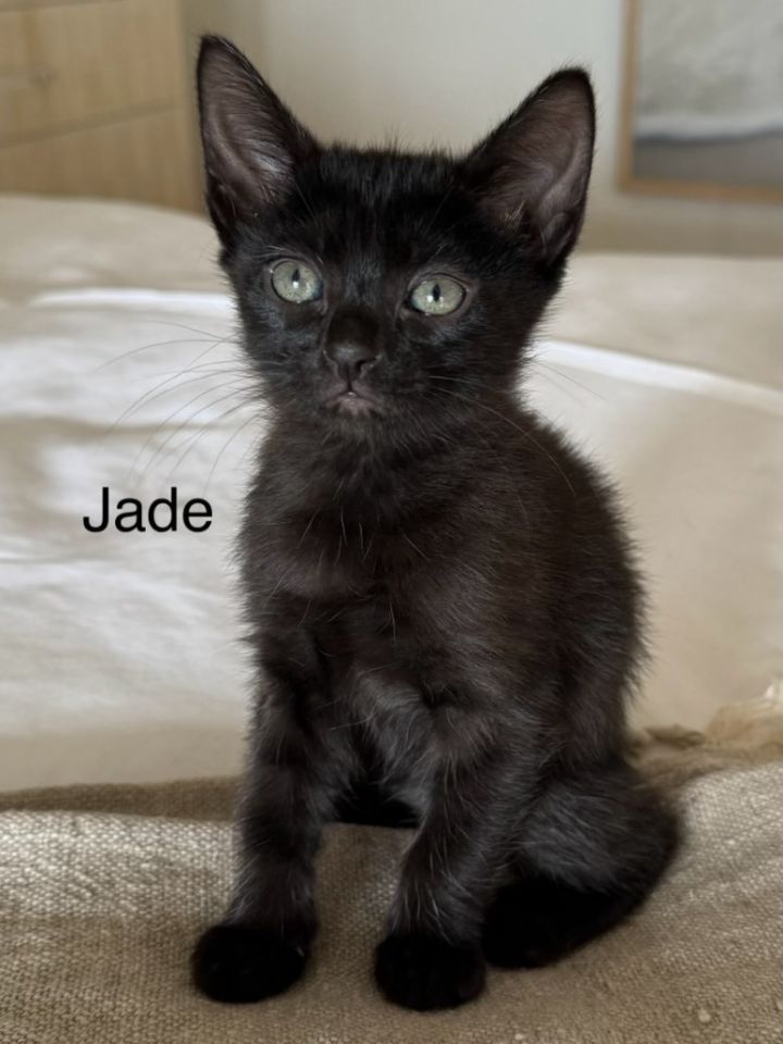 Jade 1