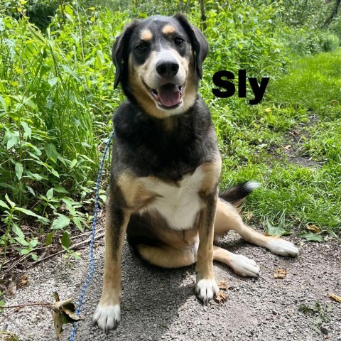 Sly 240380, an adoptable Mixed Breed in Escanaba, MI, 49829 | Photo Image 1