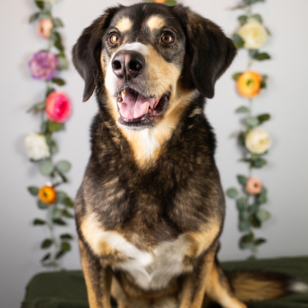 Sly 240380, an adoptable Mixed Breed in Escanaba, MI, 49829 | Photo Image 1