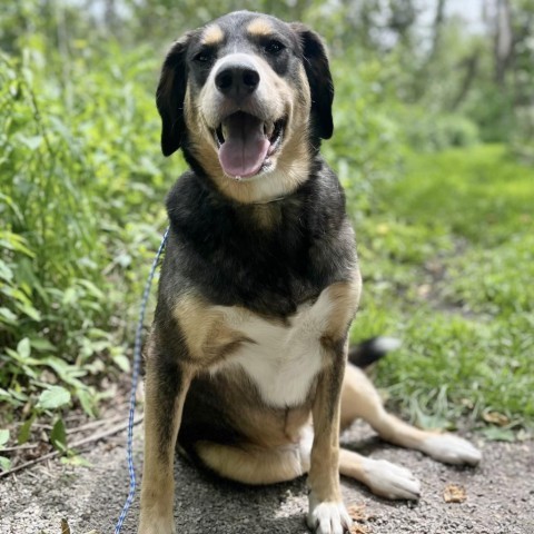 Sly 240380, an adoptable Mixed Breed in Escanaba, MI, 49829 | Photo Image 2