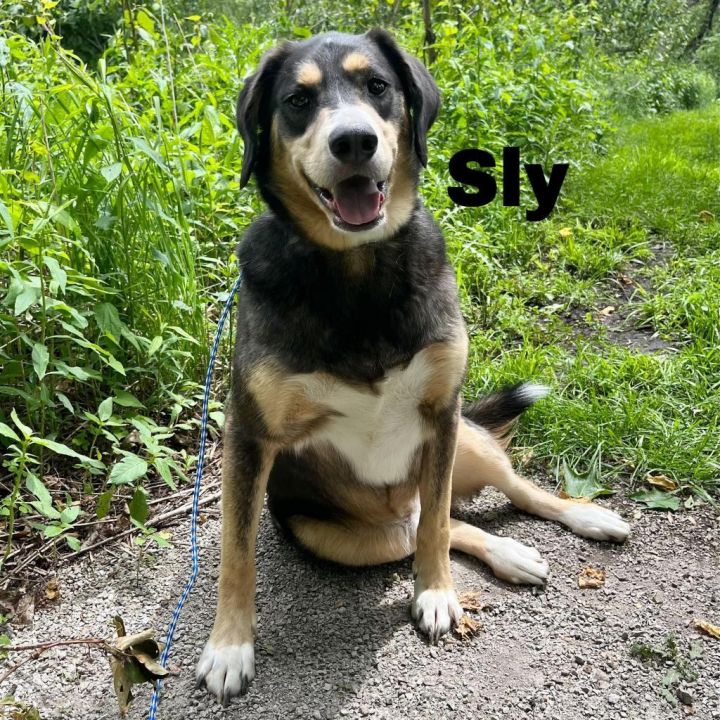 Sly 240380 2