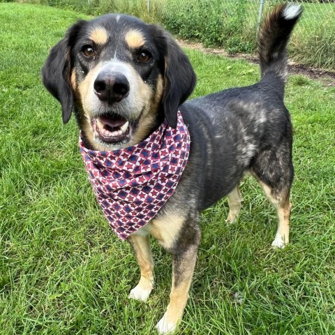 Sly 240380, an adoptable Mixed Breed in Escanaba, MI, 49829 | Photo Image 3