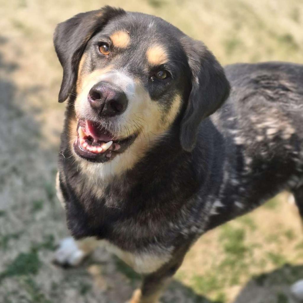 Sly 240380, an adoptable Mixed Breed in Escanaba, MI, 49829 | Photo Image 3