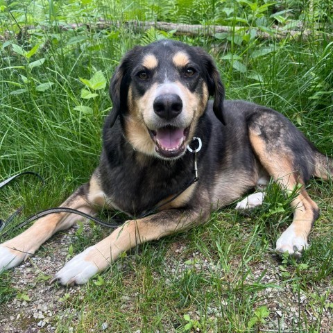 Sly 240380, an adoptable Mixed Breed in Escanaba, MI, 49829 | Photo Image 4