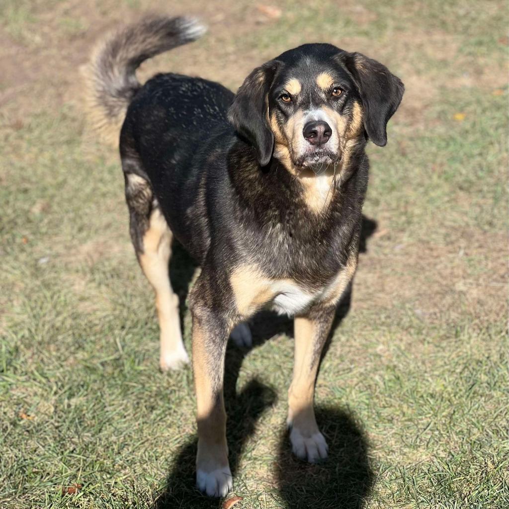 Sly 240380, an adoptable Mixed Breed in Escanaba, MI, 49829 | Photo Image 4
