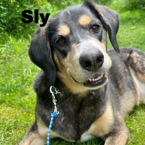 Sly 240380, an adoptable Mixed Breed in Escanaba, MI, 49829 | Photo Image 5