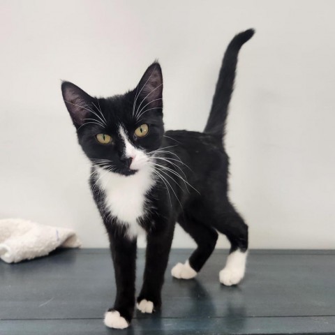 Sadie, an adoptable Domestic Short Hair in Park City, UT, 84098 | Photo Image 1