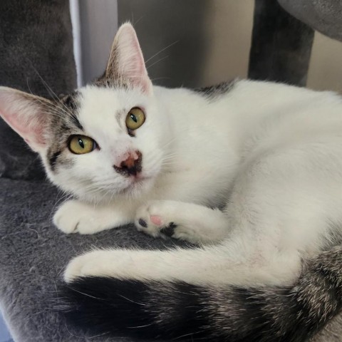 OJ, an adoptable Domestic Short Hair in Park City, UT, 84098 | Photo Image 1