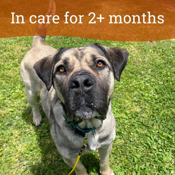 Jessie, an adoptable Bullmastiff in Oakland, CA, 94621 | Photo Image 1
