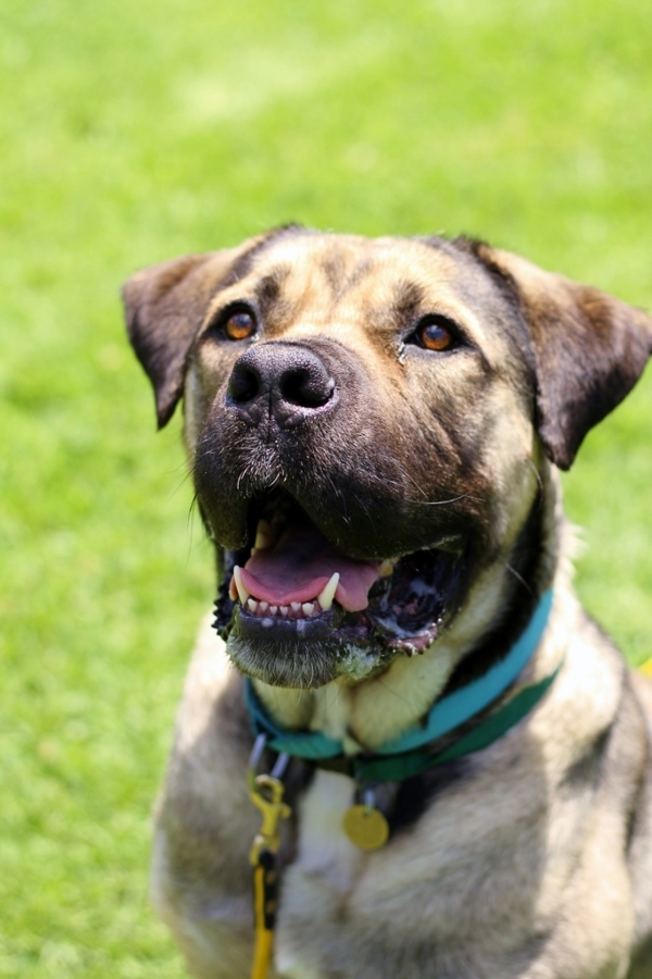 Jessie, an adoptable Bullmastiff in Oakland, CA, 94621 | Photo Image 2