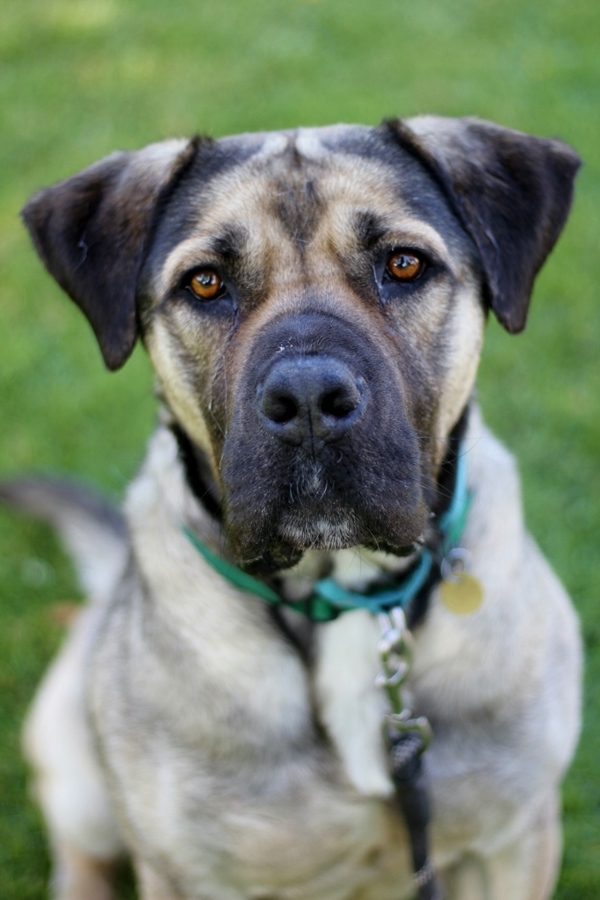 Jessie, an adoptable Bullmastiff in Oakland, CA, 94621 | Photo Image 3
