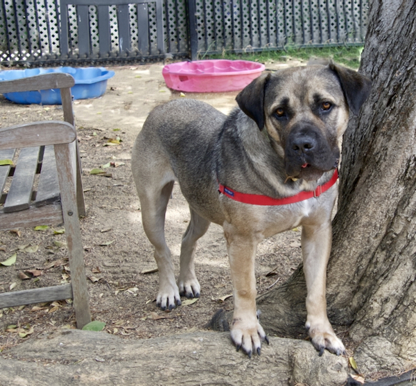 Jessie, an adoptable Bullmastiff in Oakland, CA, 94621 | Photo Image 4