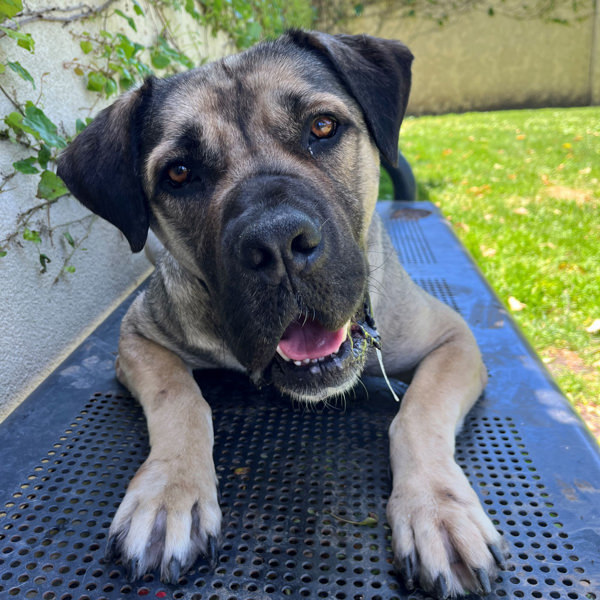 Jessie, an adoptable Bullmastiff in Oakland, CA, 94621 | Photo Image 5