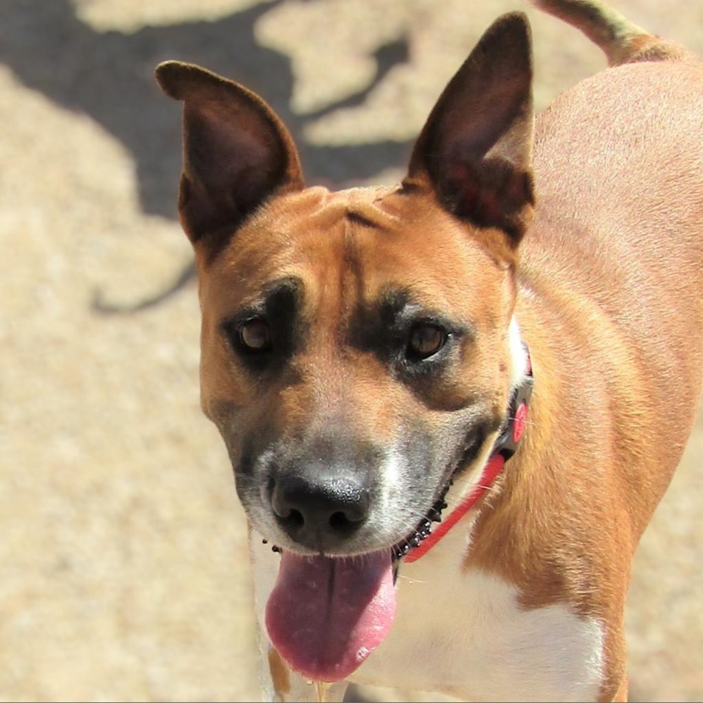 Mabel, an adoptable Mixed Breed in Las Cruces, NM, 88012 | Photo Image 1