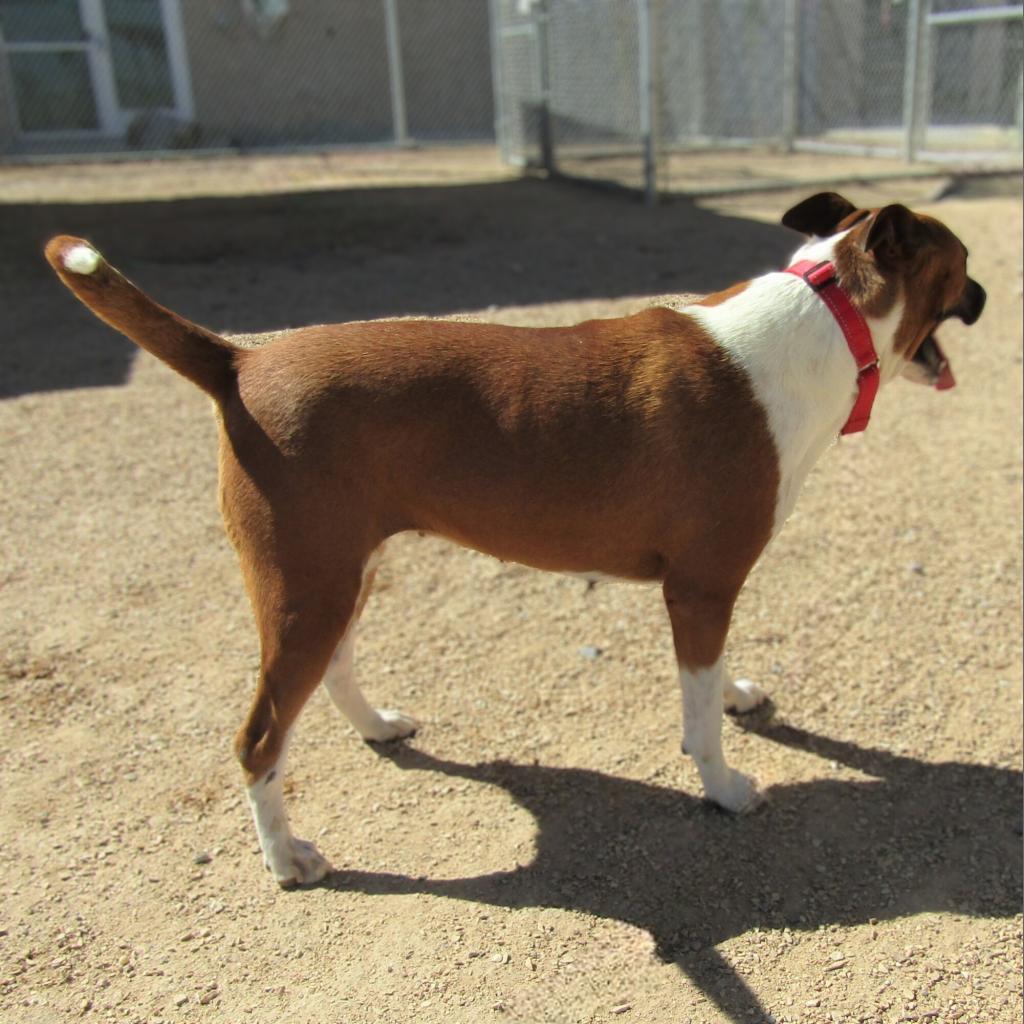 Mabel, an adoptable Mixed Breed in Las Cruces, NM, 88012 | Photo Image 2