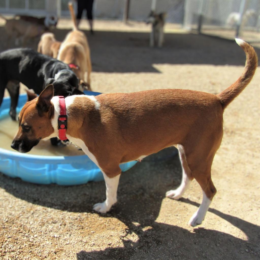 Mabel, an adoptable Mixed Breed in Las Cruces, NM, 88012 | Photo Image 3