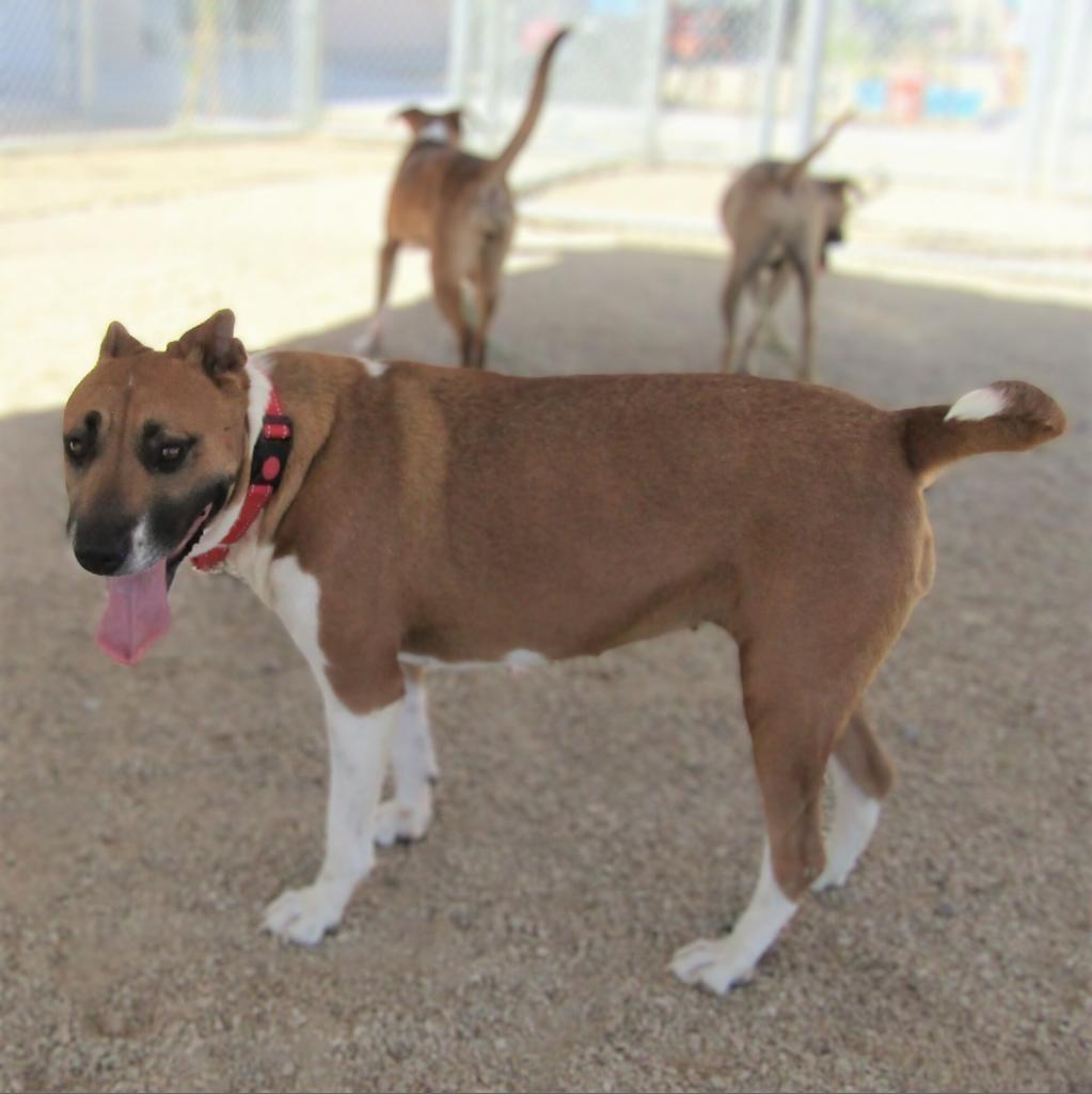 Mabel, an adoptable Mixed Breed in Las Cruces, NM, 88012 | Photo Image 4