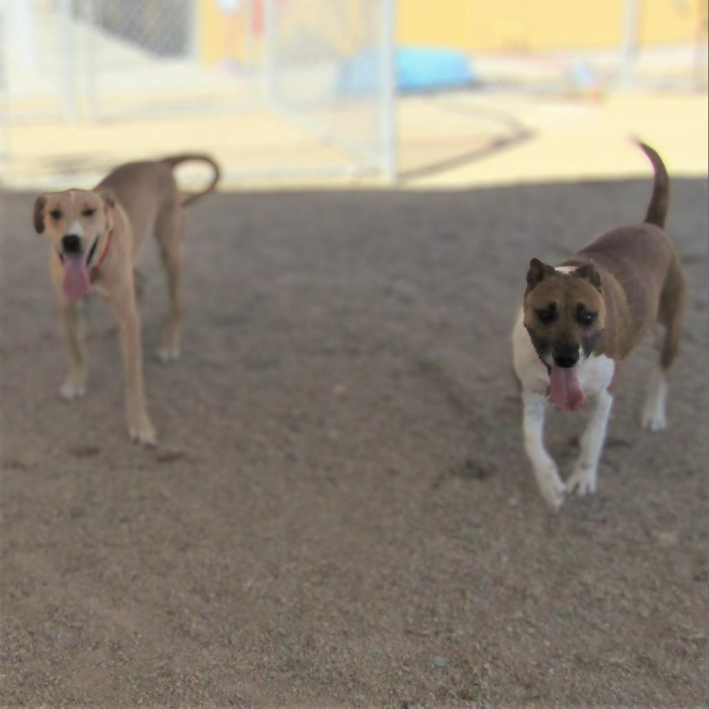 Mabel, an adoptable Mixed Breed in Las Cruces, NM, 88012 | Photo Image 5