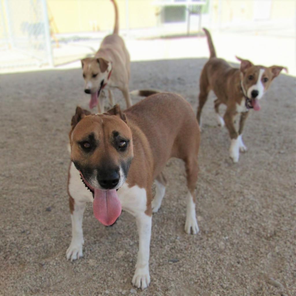 Mabel, an adoptable Mixed Breed in Las Cruces, NM, 88012 | Photo Image 6