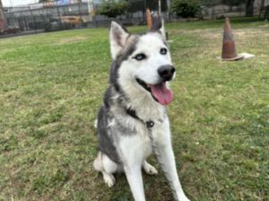 CHATO Mixed Breed Dog