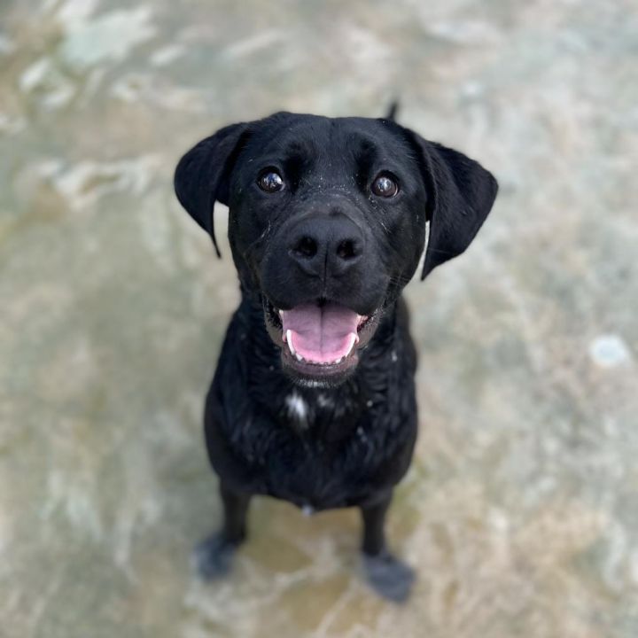 Goldfish aka Olive 1