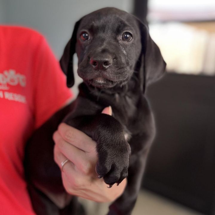 Goldfish aka Olive 3