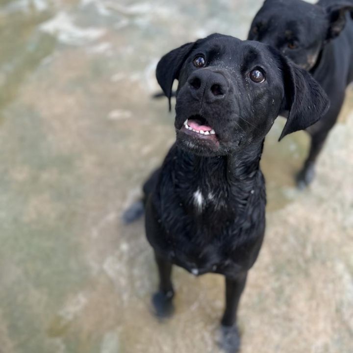 Goldfish aka Olive 4