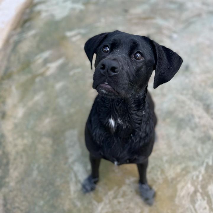 Goldfish aka Olive 5
