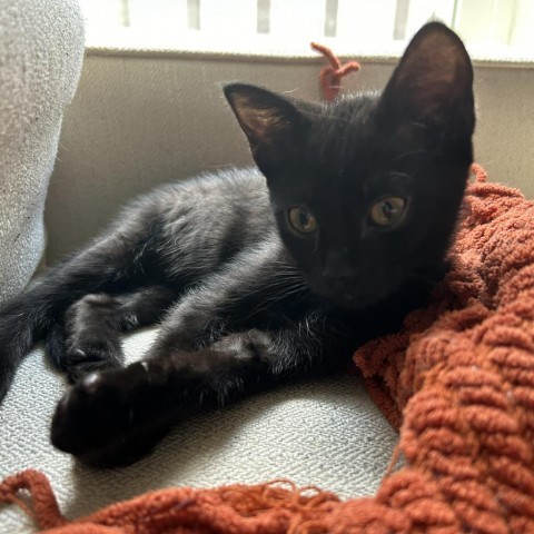 Beetle, an adoptable Domestic Short Hair in Fort Collins, CO, 80526 | Photo Image 1