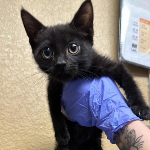 Beetle, an adoptable Domestic Short Hair in Fort Collins, CO, 80526 | Photo Image 2