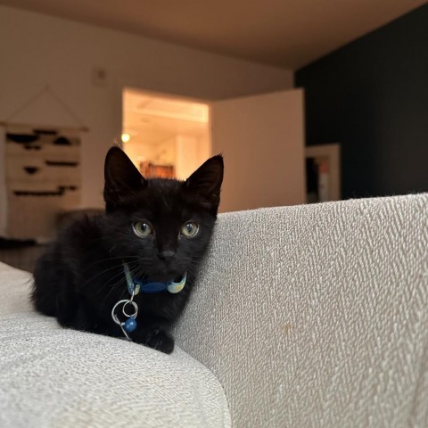 Beetle, an adoptable Domestic Short Hair in Fort Collins, CO, 80526 | Photo Image 3