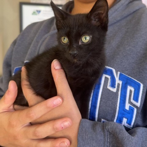 Beetle, an adoptable Domestic Short Hair in Fort Collins, CO, 80526 | Photo Image 4