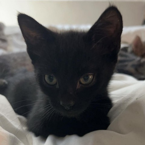 Beetle, an adoptable Domestic Short Hair in Fort Collins, CO, 80526 | Photo Image 5