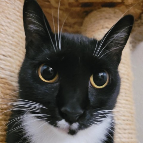 Little Foot, an adoptable Domestic Short Hair in Fort Collins, CO, 80526 | Photo Image 2