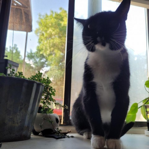 Little Foot, an adoptable Domestic Short Hair in Fort Collins, CO, 80526 | Photo Image 5