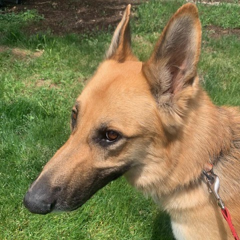 Pace, an adoptable German Shepherd Dog in Corvallis, OR, 97330 | Photo Image 5