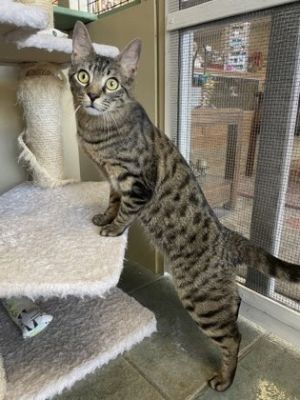 Hello Im Shuri a delightful 1-year-old brown tabby with a curious spirit and playful energy If y