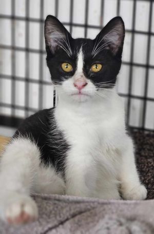 Honey Cheerios, Young Female Domestic Short Hair