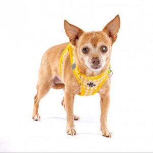 Pineapple 11910 Chihuahua Dog