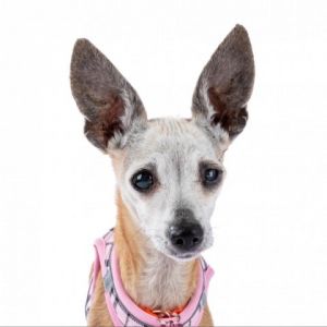 Gisele 11931 Chihuahua Dog