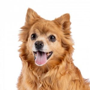 Riley a vivacious Spaniel mix with an expansive smile is a can-do canine who aims to please Built