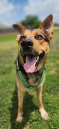 Nick, Adult Male German Shepherd Dog