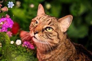 Ritzy is a beautiful black tiger kitty with golden-green eyes that beseech you to adopt and love her