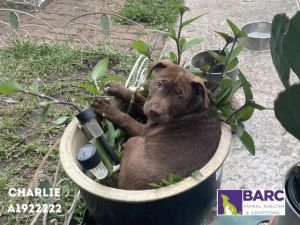 CHARLIE Staffordshire Bull Terrier Dog