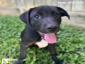 BEAU Staffordshire Bull Terrier Dog