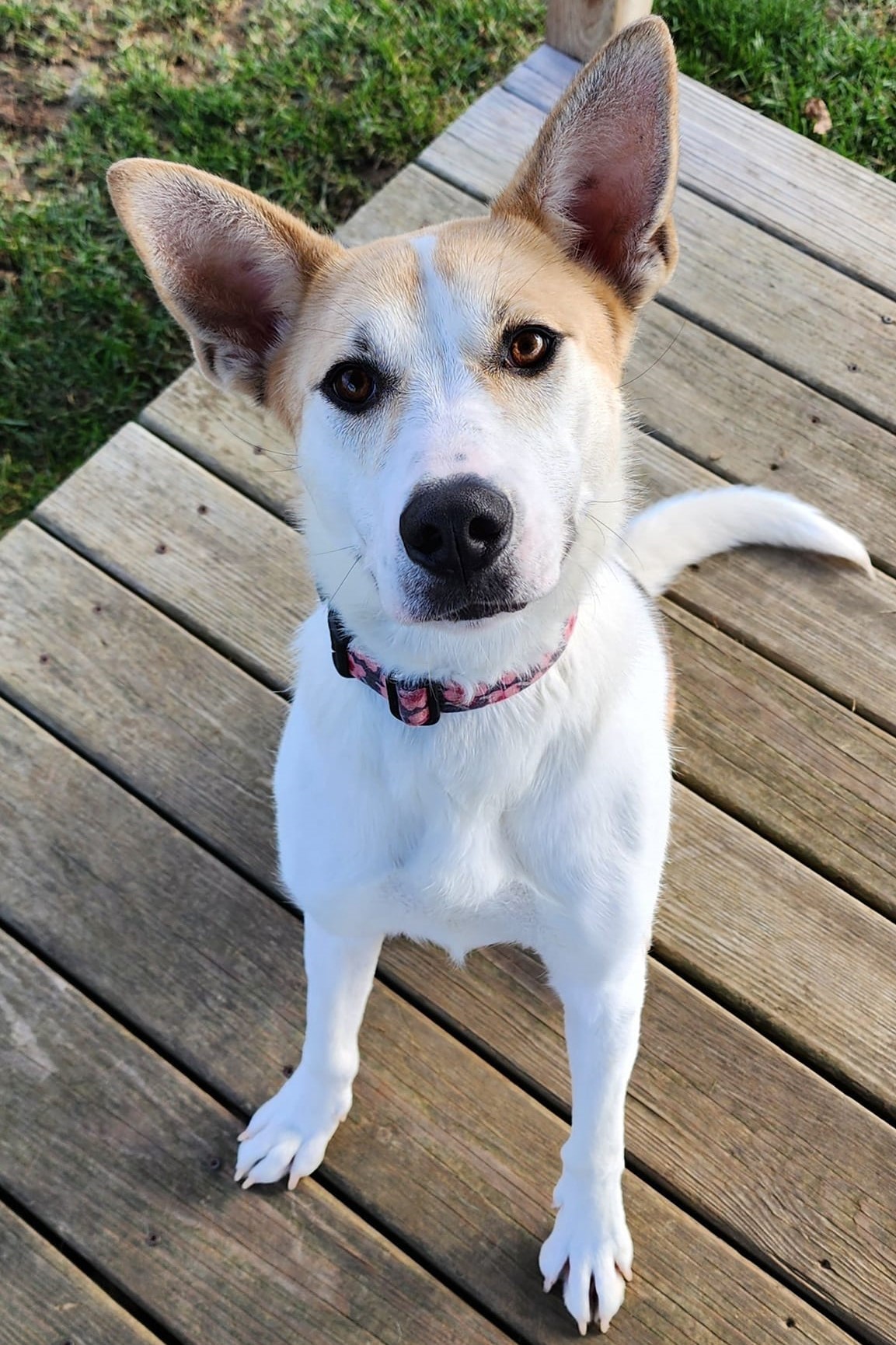 Molly, an adoptable Husky, Mixed Breed in Elizabeth, IL, 61028 | Photo Image 1