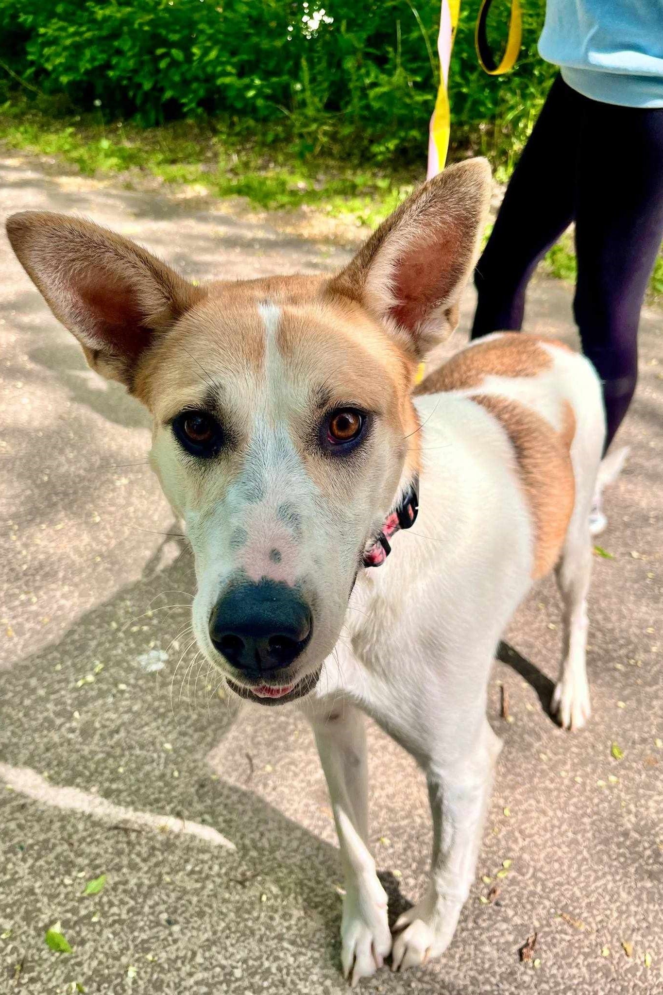 Molly, an adoptable Shepherd, Mixed Breed in Elizabeth, IL, 61028 | Photo Image 1