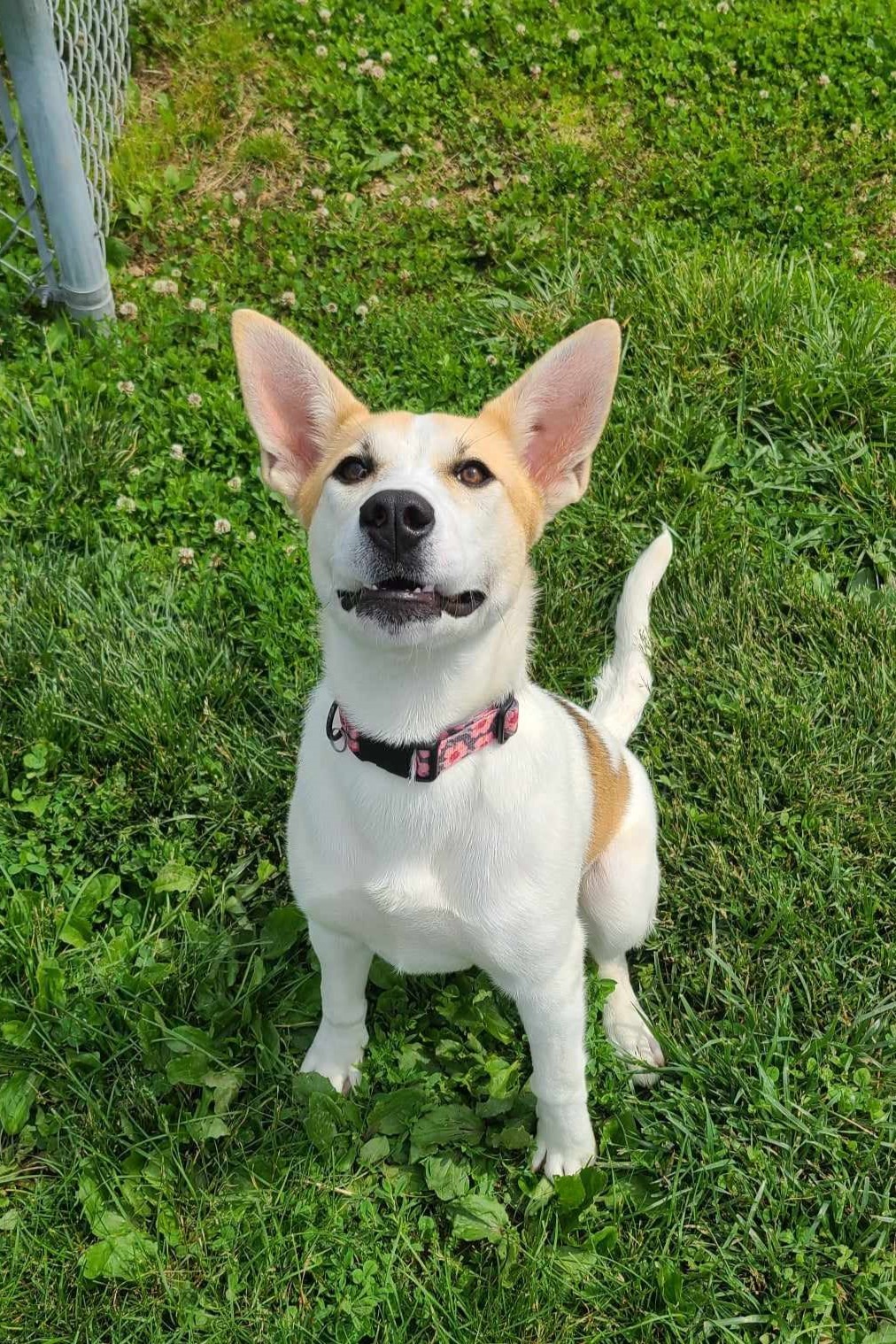 Molly, an adoptable Shepherd, Mixed Breed in Elizabeth, IL, 61028 | Photo Image 1