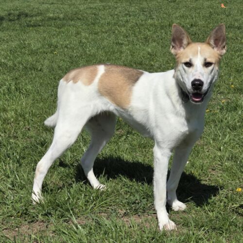 Molly, an adoptable Husky, Mixed Breed in Elizabeth, IL, 61028 | Photo Image 2